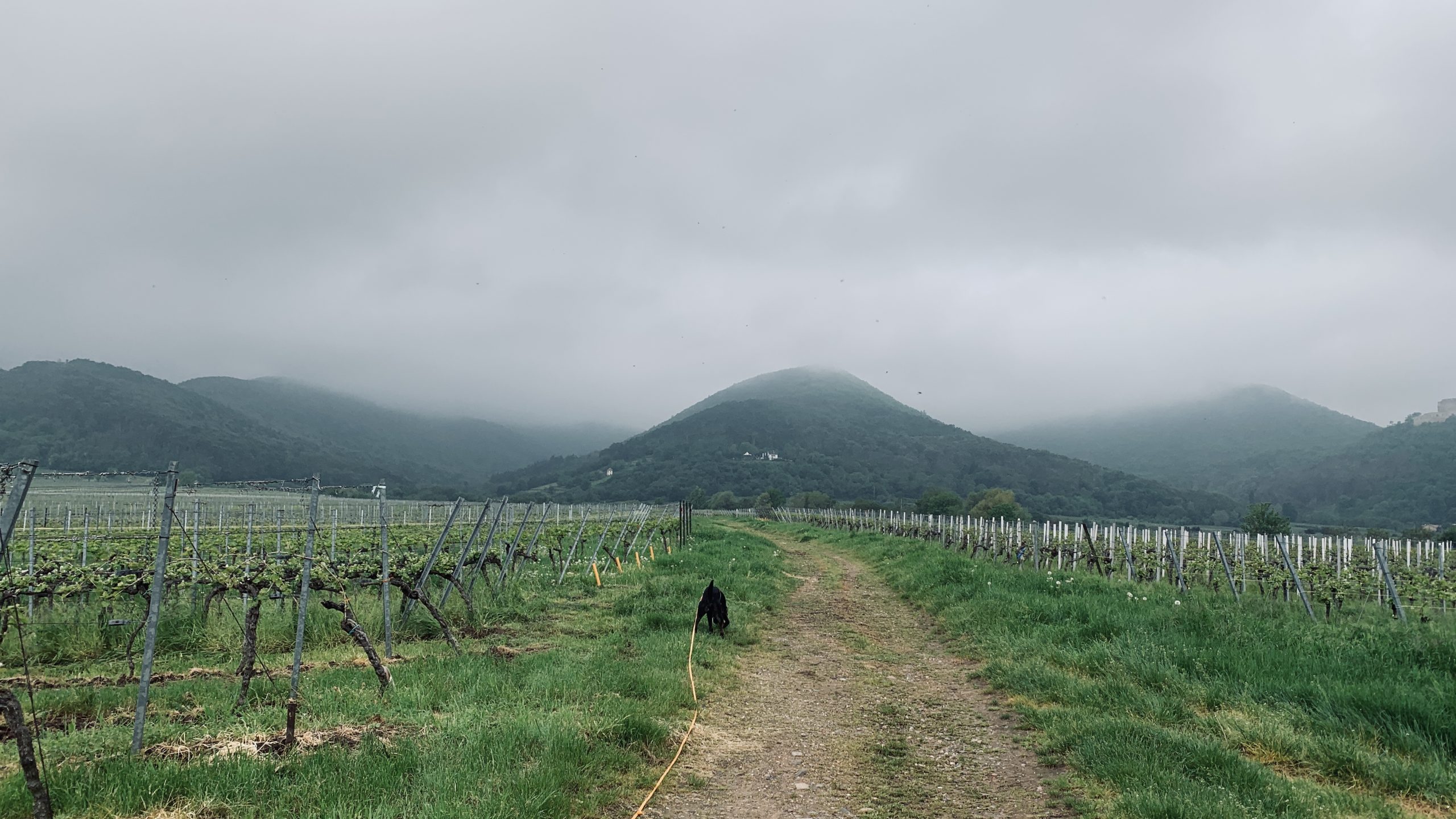 Pfälzerwald im Nebel