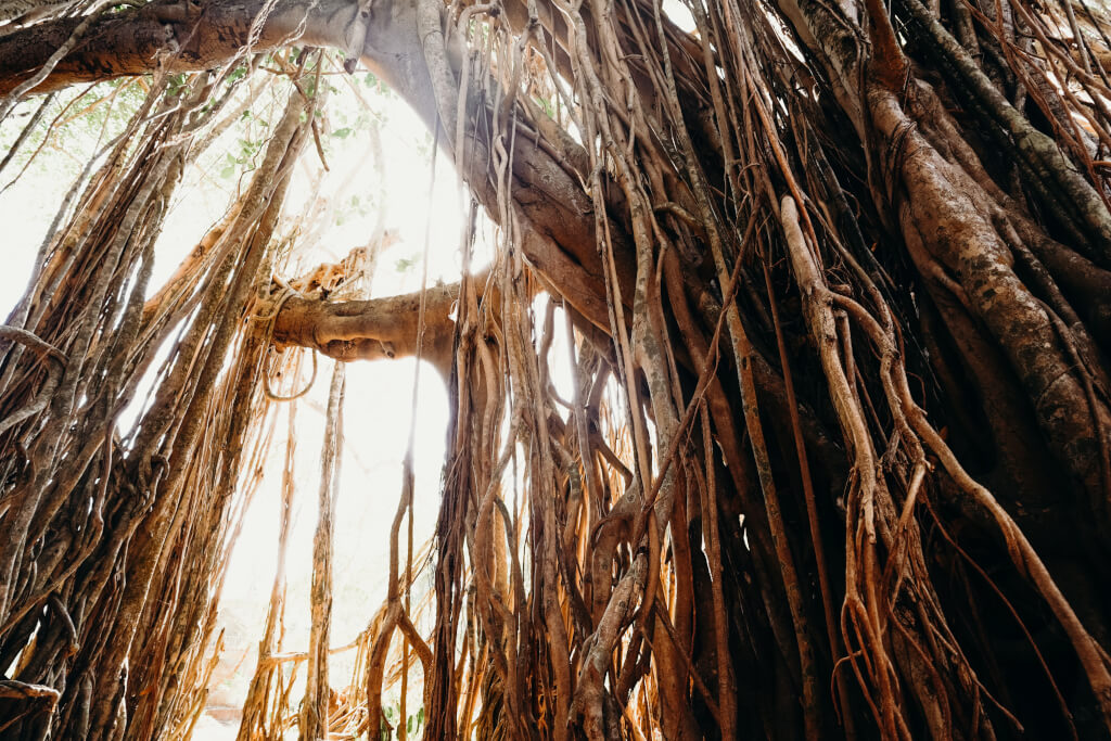Luftwurzeln